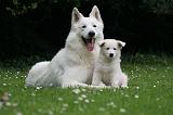 BERGER BLANC SUISSE - ADULTS ET PUPPIES 066